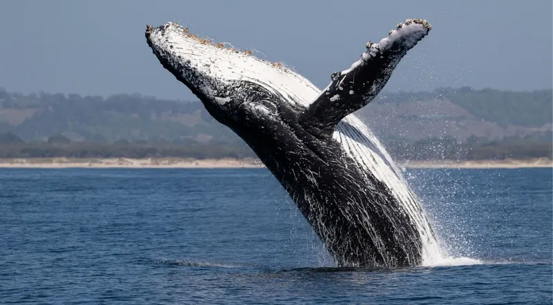 Humpback whale breaching near a forested British Columbia coastline