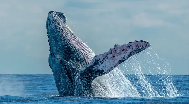 Close-up of a humpback whale breaching against the sky