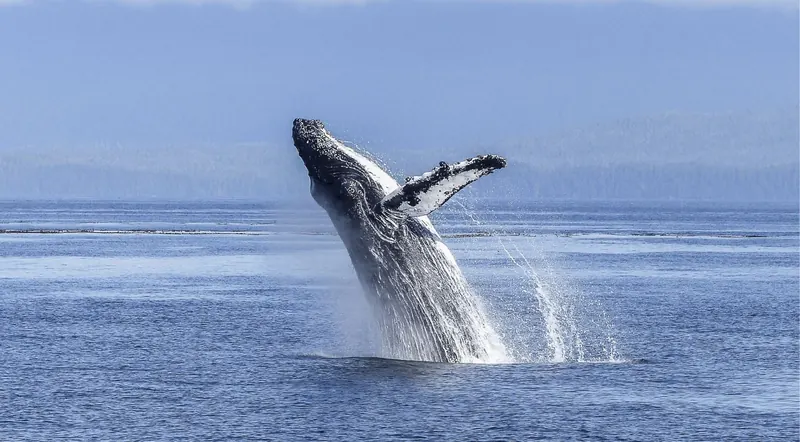 Humpback whale breaching out of blue Salish Sea water