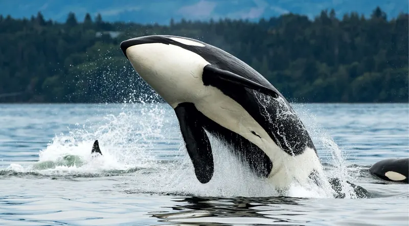 Orca breaching clear of the water with forested coastal mountains behind