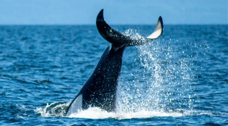 Orca tail slapping the surface of the Strait of Georgia