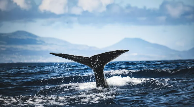 Whale tail fluke raised against distant coastal mountains and clouds