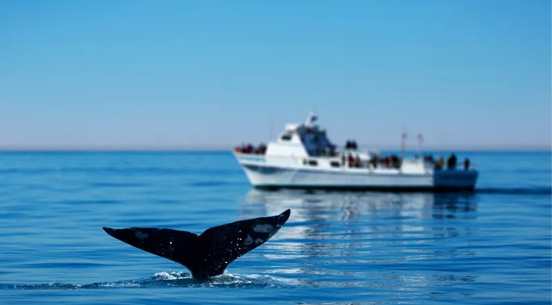 Whale watching boat on calm water near a surfacing whale
