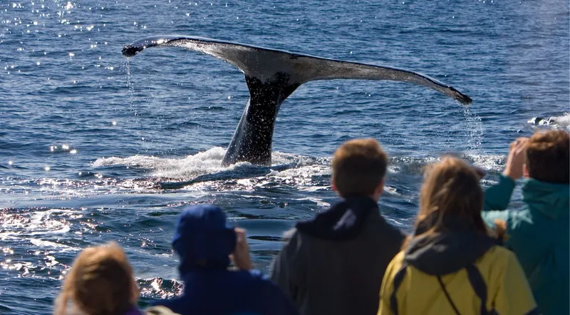 Whale watching tour guests on deck watching a humpback fluke