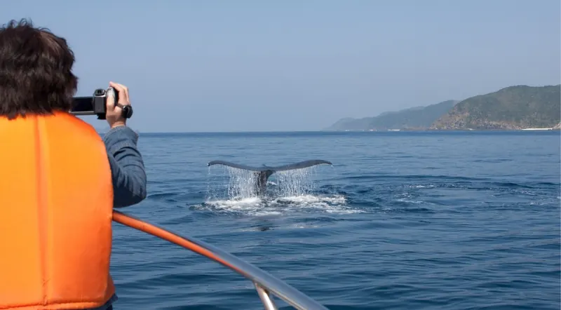 Whale watcher in a life vest photographing a whale fluke from a boat